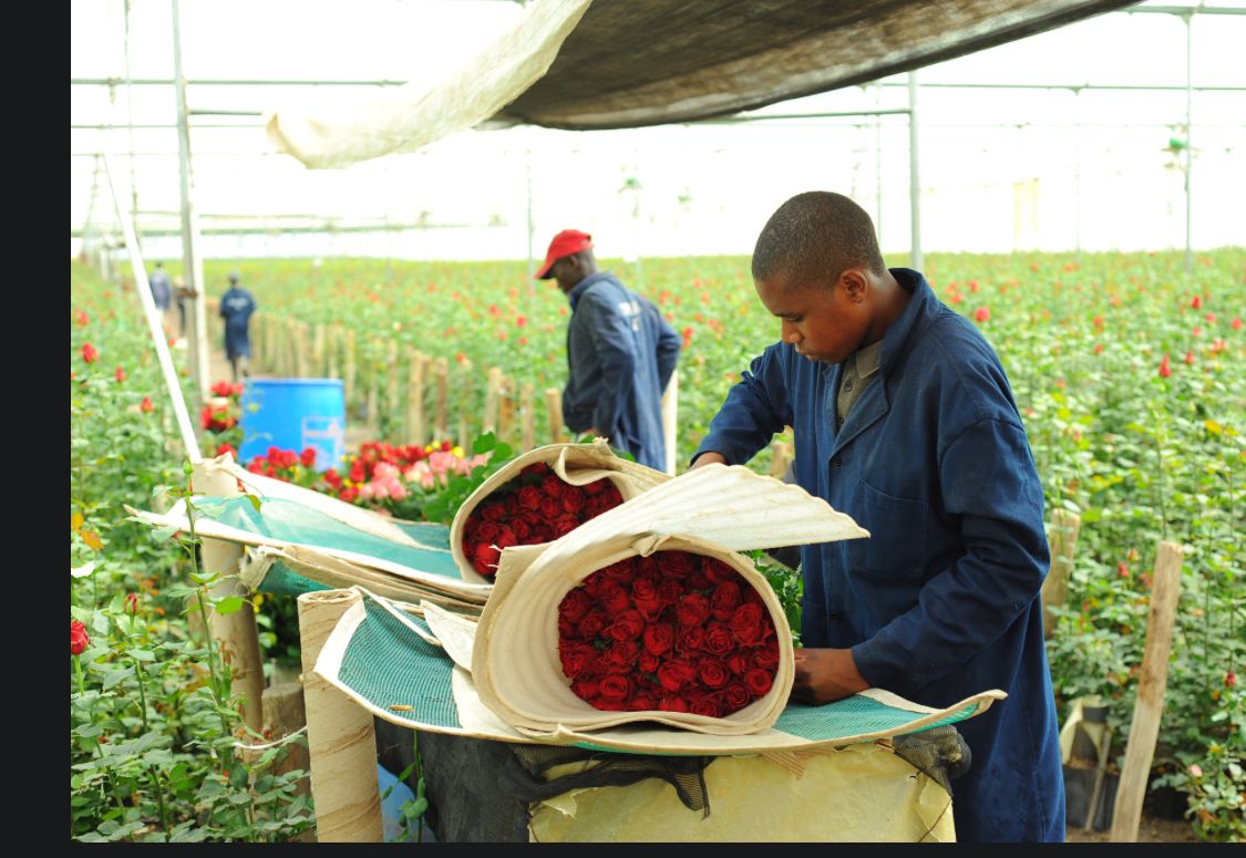 Fresh Cut Flowers from Kenya