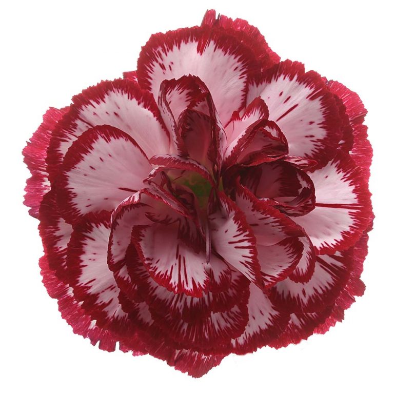 DIANTHUS BACARAT