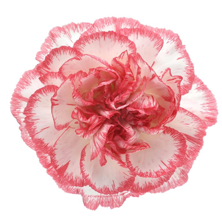 DIANTHUS BACARAT PINK