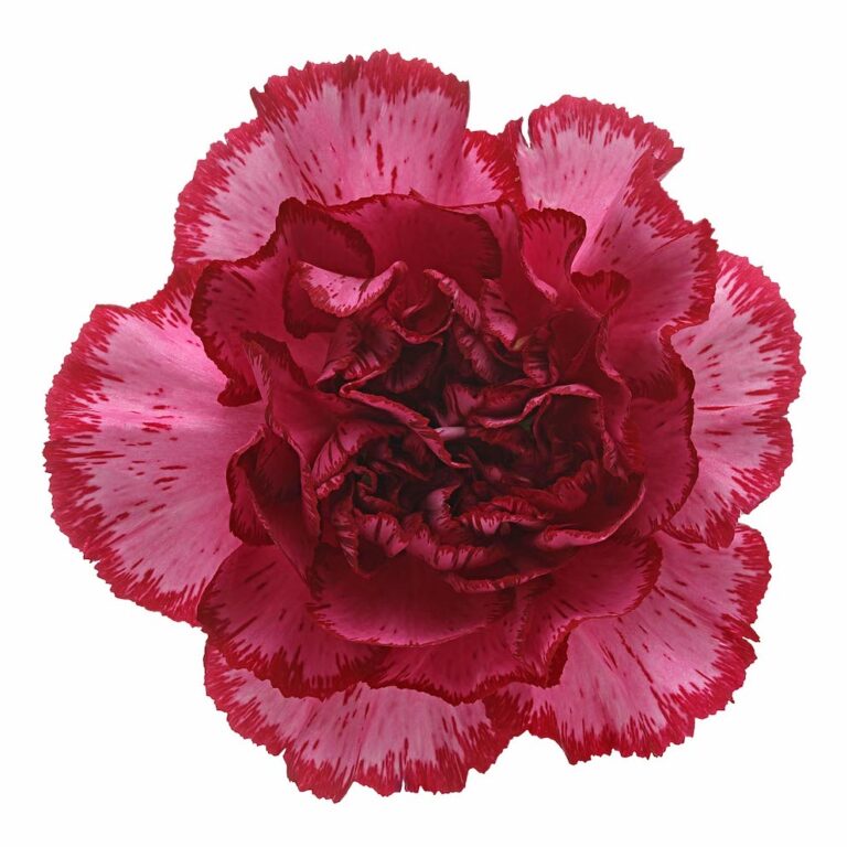 DIANTHUS BACARAT PURPLE