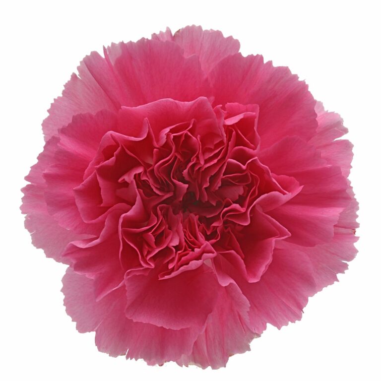 DIANTHUS YUKARI CERISE