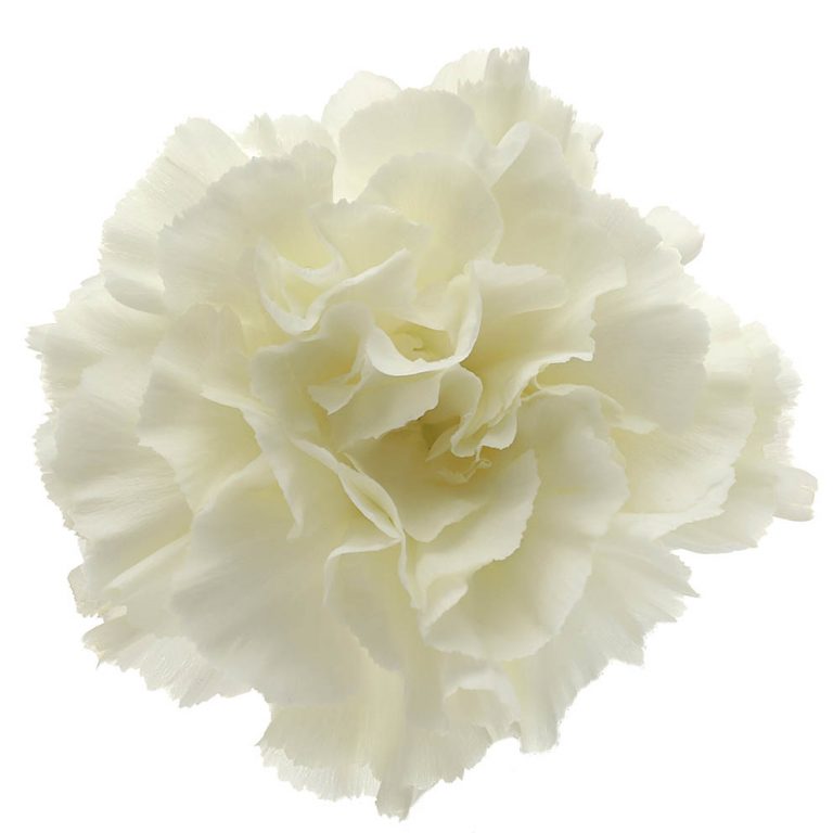 DIANTHUS DILETTA CREMA