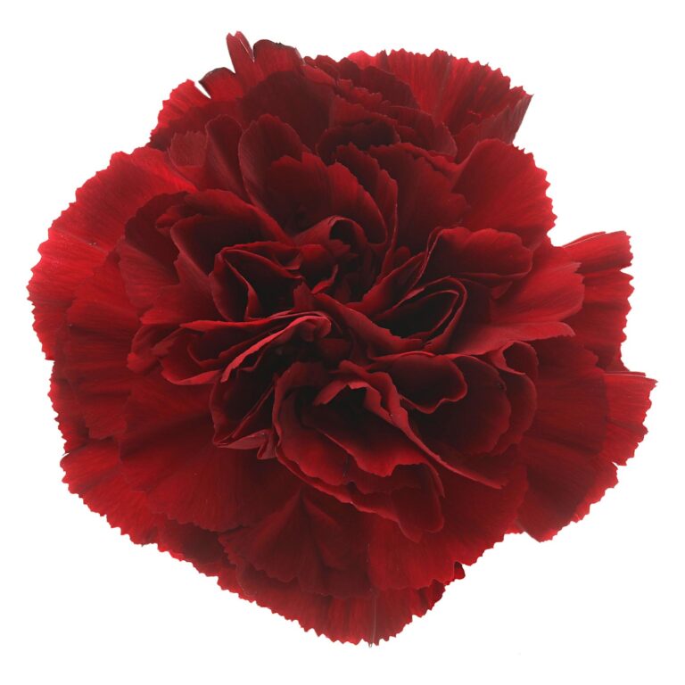 DIANTHUS GRACE