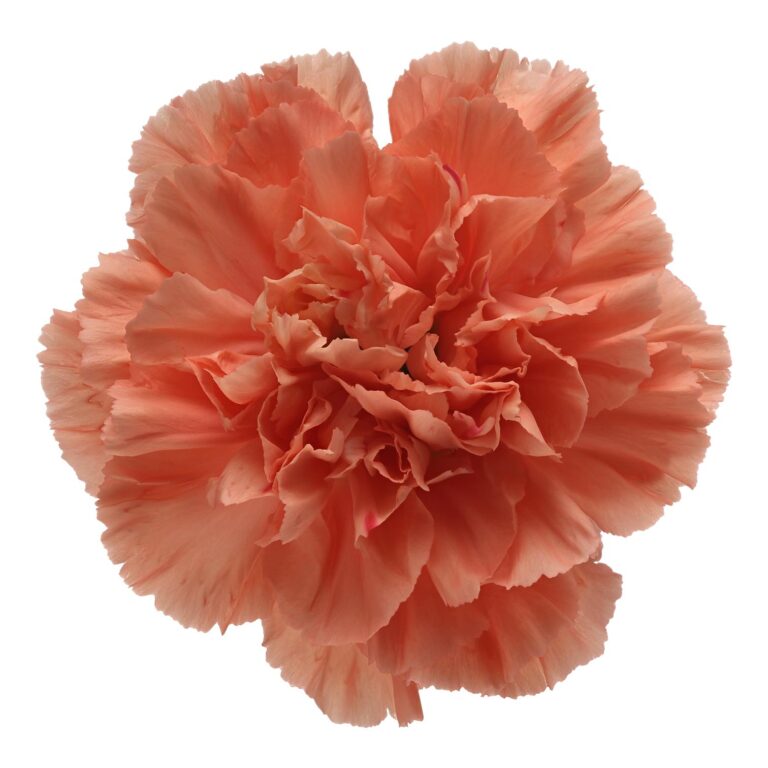 DIANTHUS HERMES ORANGE