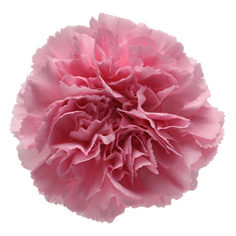 DIANTHUS JULIA
