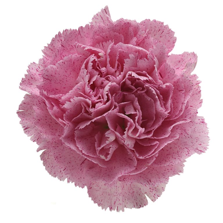 DIANTHUS LAVENDER PIXCEL