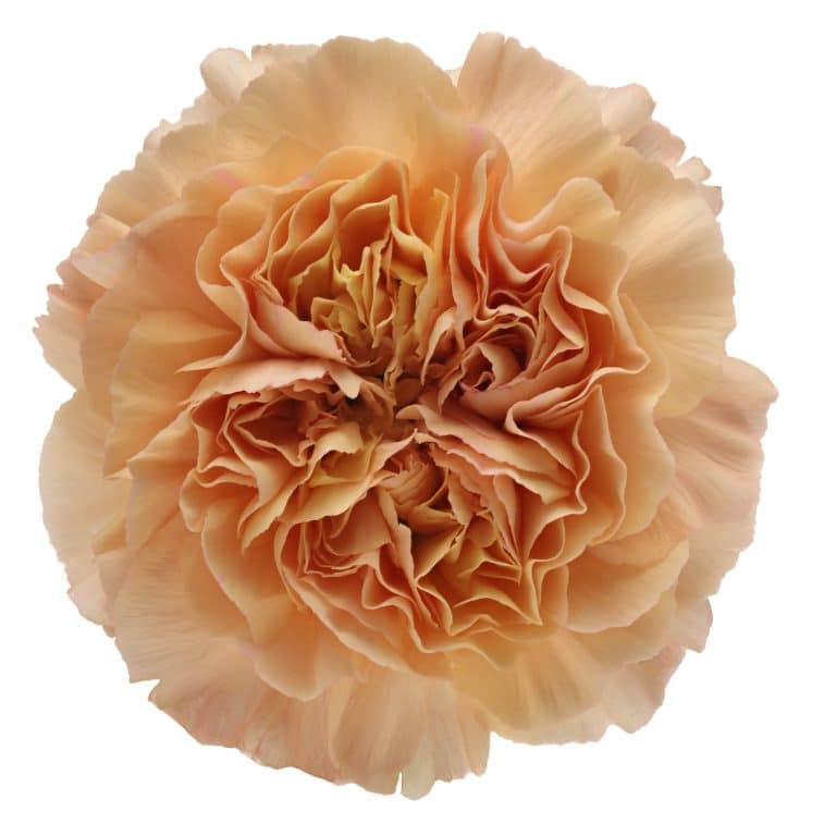 DIANTHUS MONA LISA ORANGE