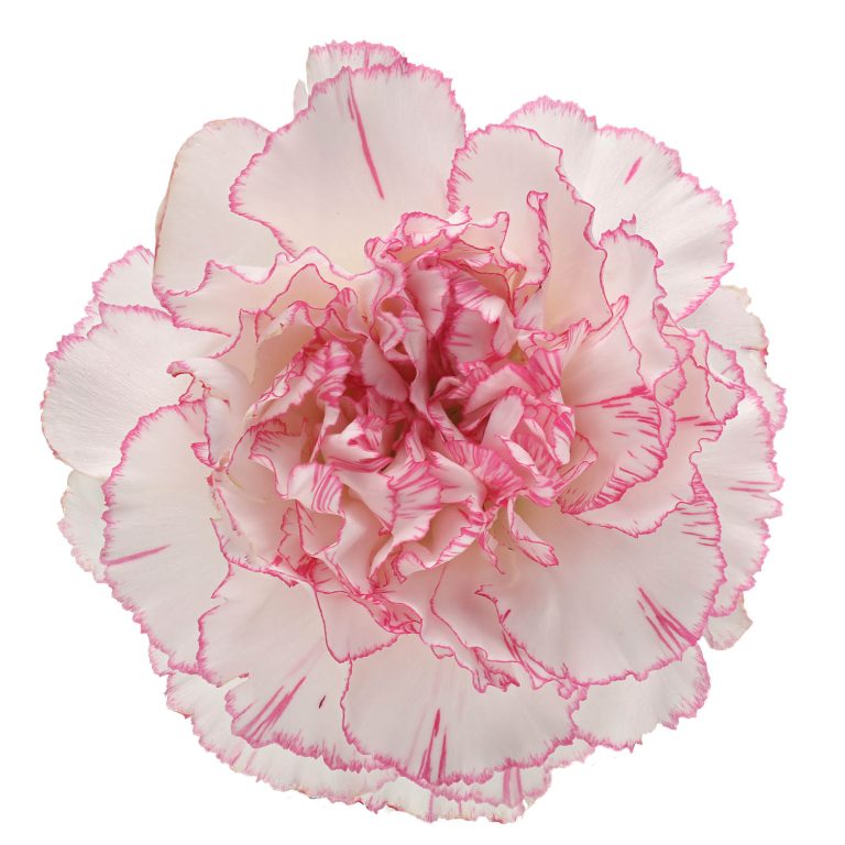 DIANTHUS PASTEL DAMASCUS