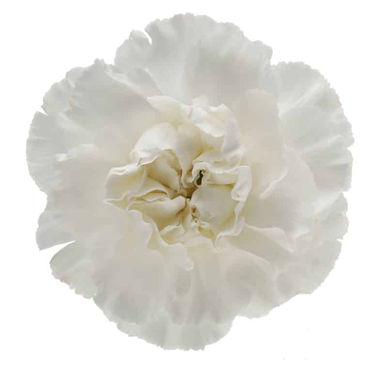 DIANTHUS POLAR ROUTE