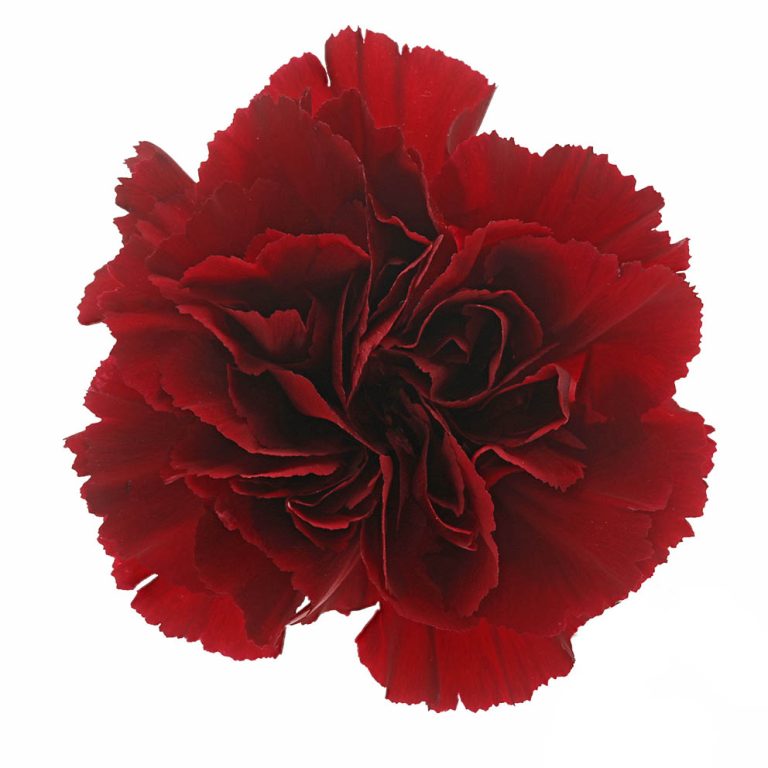 DIANTHUS ZURIGO