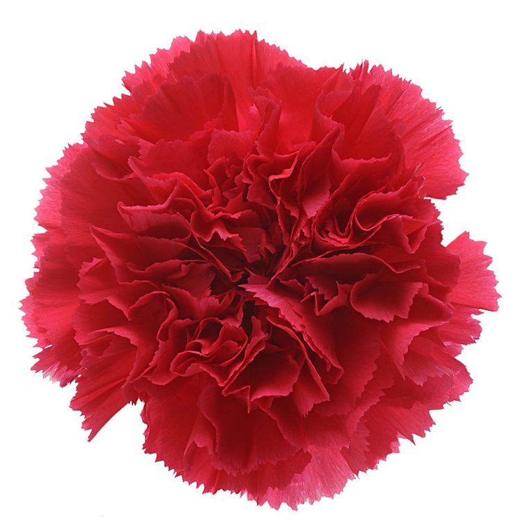 DIANTHUS BIZET