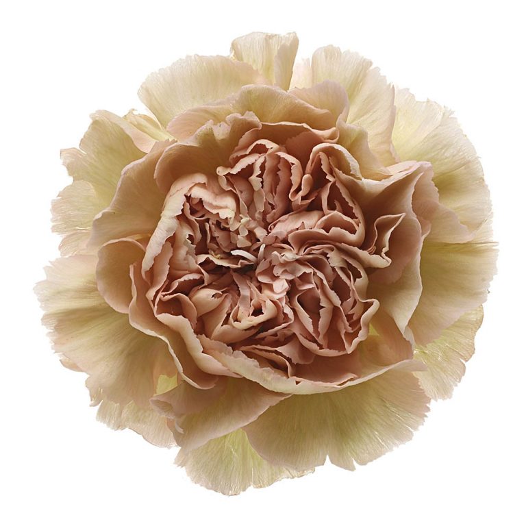 DIANTHUS LEGE MARONE