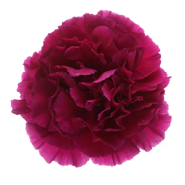 DIANTHUS TICO TICO VIOLET