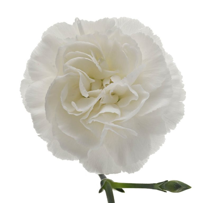 DIANTHUS SPRAY BLANQUITA