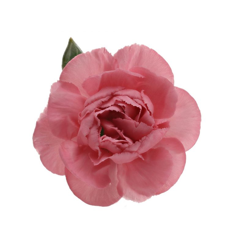 DIANTHUS SPRAY BUBBLE GUM