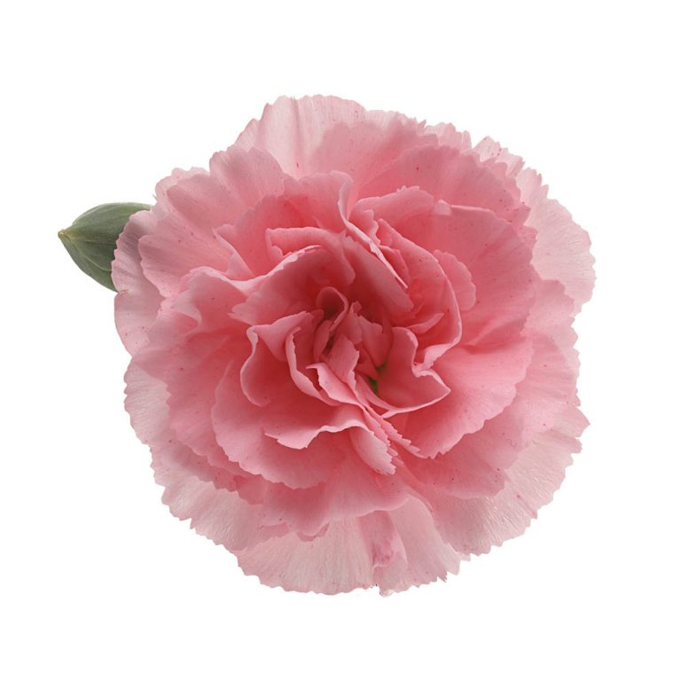 DIANTHUS SPRAY DOOBADOO