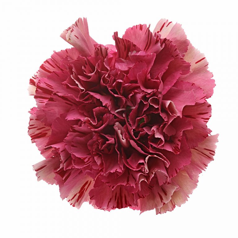 DIANTHUS VIPER WINE
