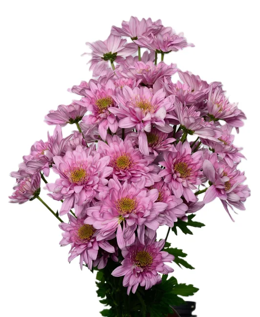 BELICIA PINK