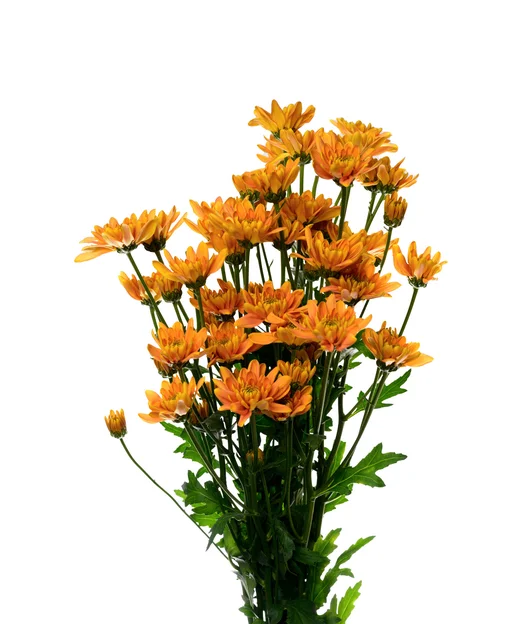 BONITA ORANGE