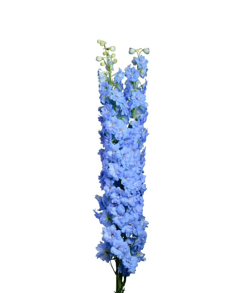 DELPHINIUM BOY