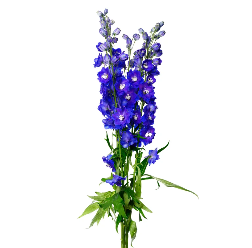 DELPHINIUM BLUESTAR