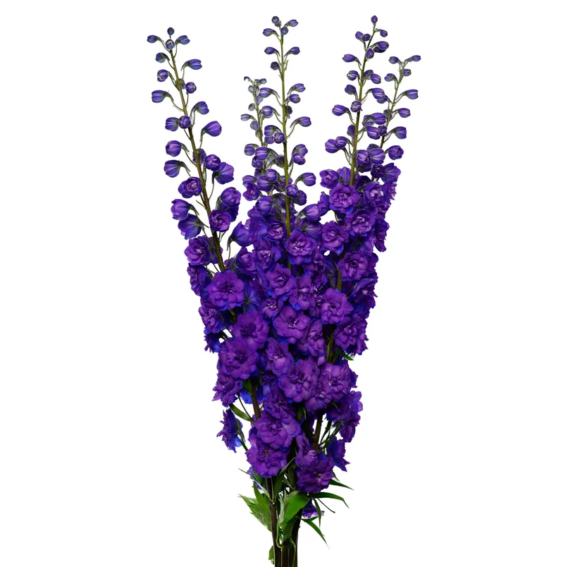 DELPHINIUM CHRISTEL