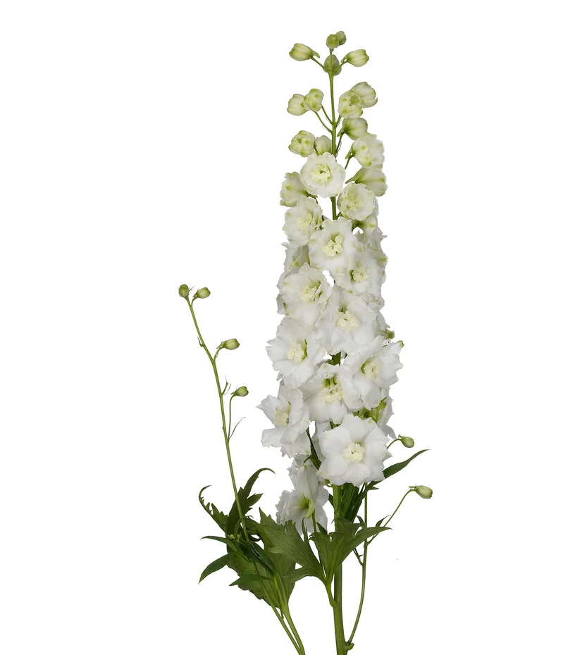 DELPHINIUM SIBERIA