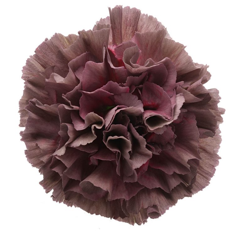 DIANTHUS COPPER EXTASIS