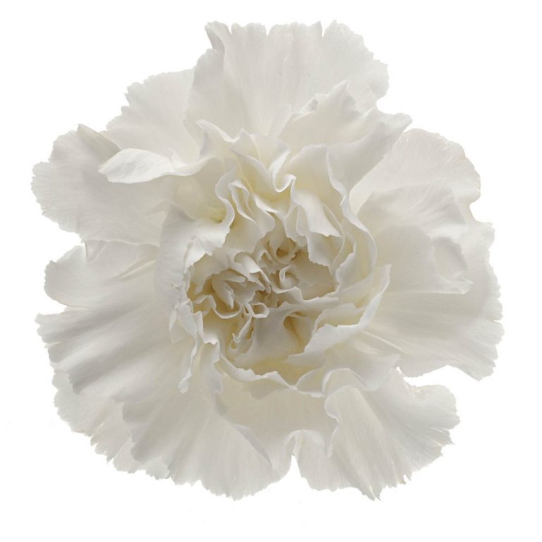 DIANTHUS MONT BLANC