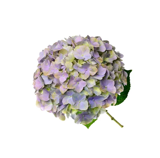 MAGICAL TENDER LOVE BLUE