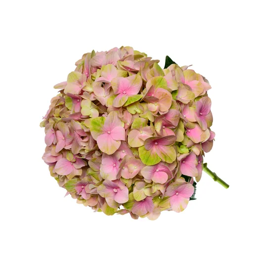 MAGICAL TENDER LOVE PINK