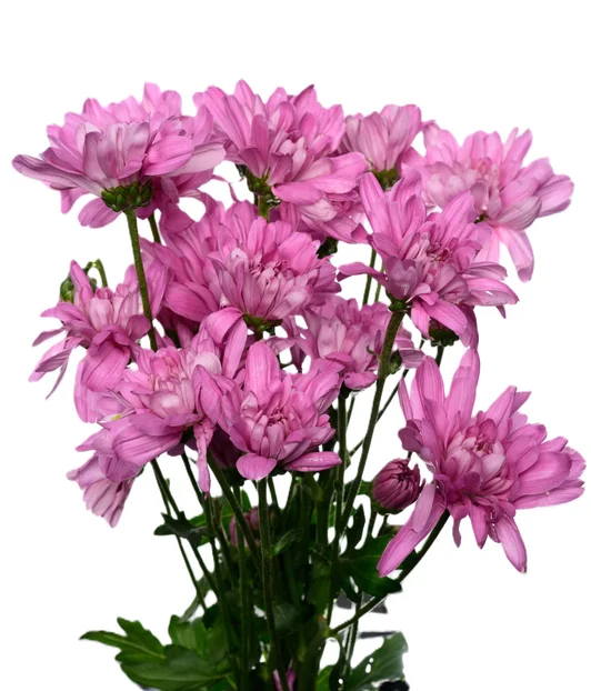 PETRUSHKA DARK PINK