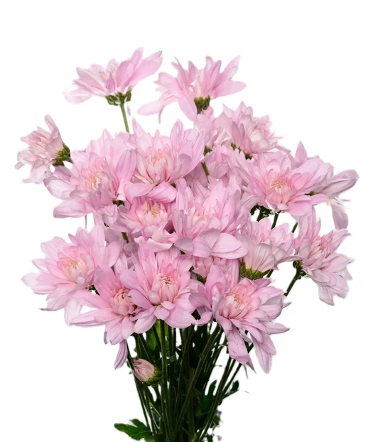 PETRUSHKA PINK