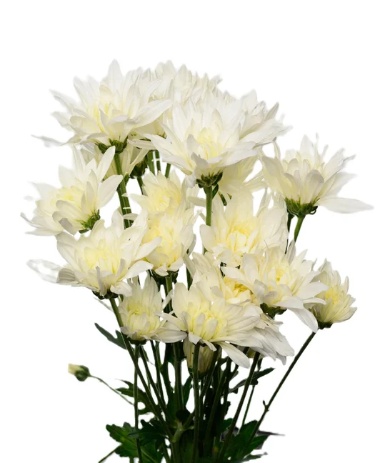 PETRUSHKA WHITE