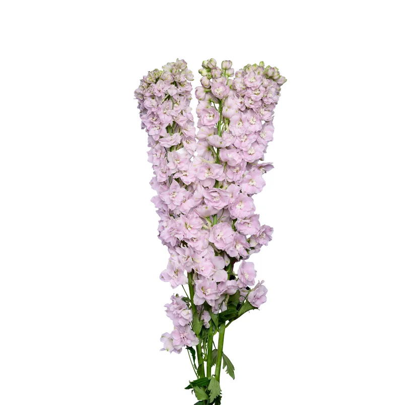 DELPHINIUM PINK SPIJKER