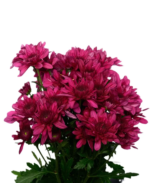 PODOLSK PURPLE