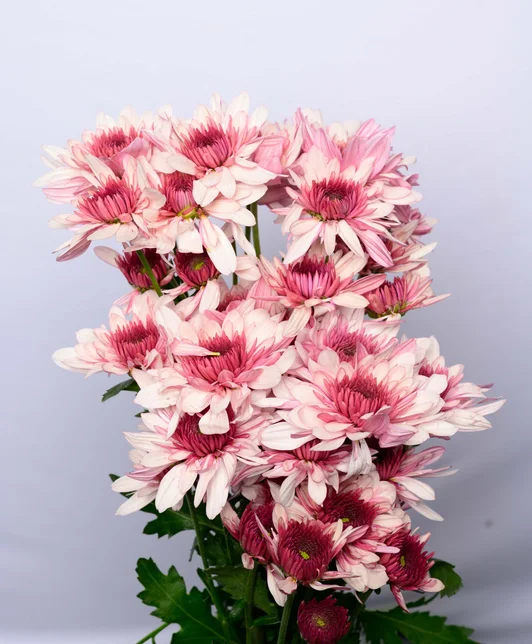 PODOLSK PINK