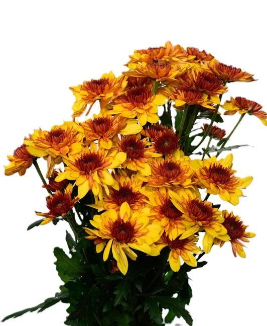 PODOLSK YELLOW