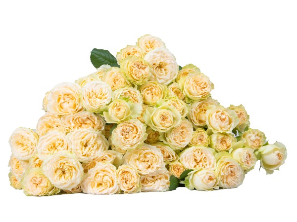 SUMMER ROSE