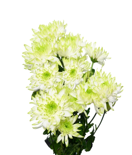 ZEMBLA LIME