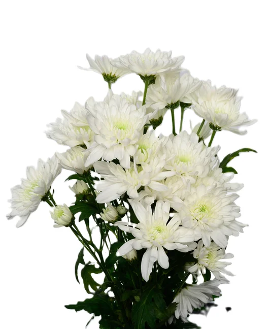 ZEMBLA WHITE