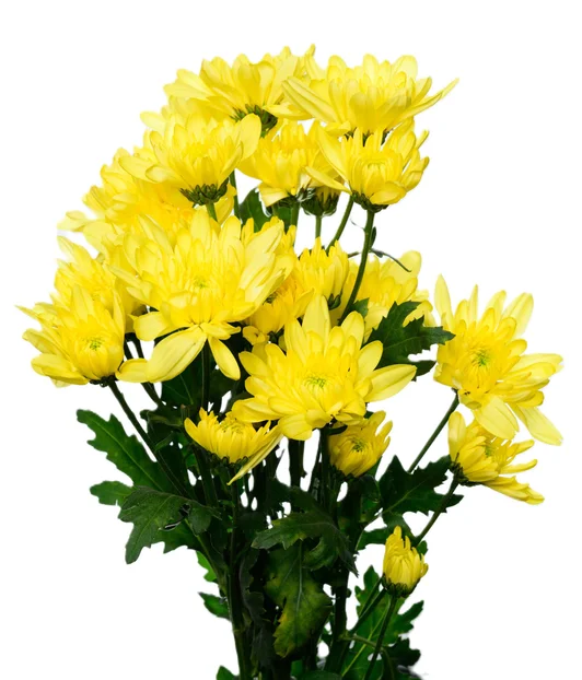 ZEMBLA YELLOW