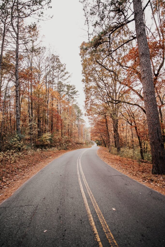 A road lined with golden autumn leaves