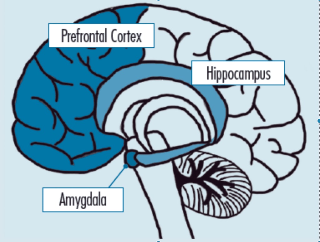 Diagram of the brain showing the prefrontal cortex, hippocampus, and amygdala