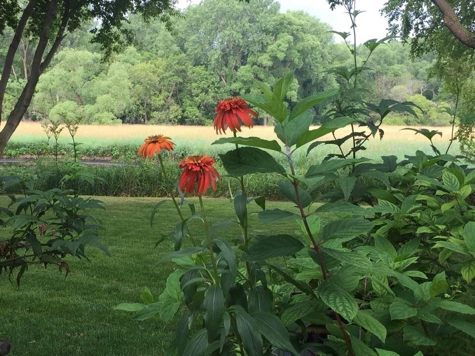 A beautiful garden scene featuring striking orange flowers in the foreground against a lush green backdrop and a sunny field.