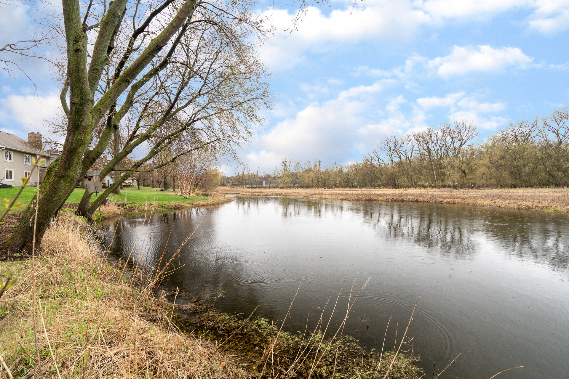 A tranquil waterside view with trees and a birdhouse.