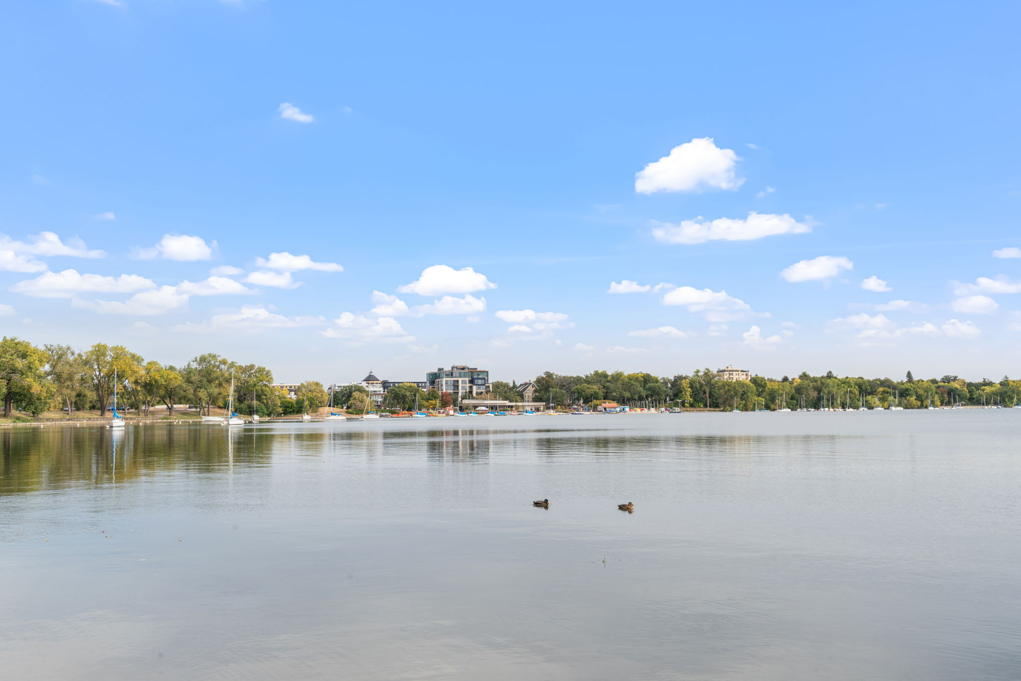 A peaceful lakeside scene with ducks and sailboats against a bright blue sky.