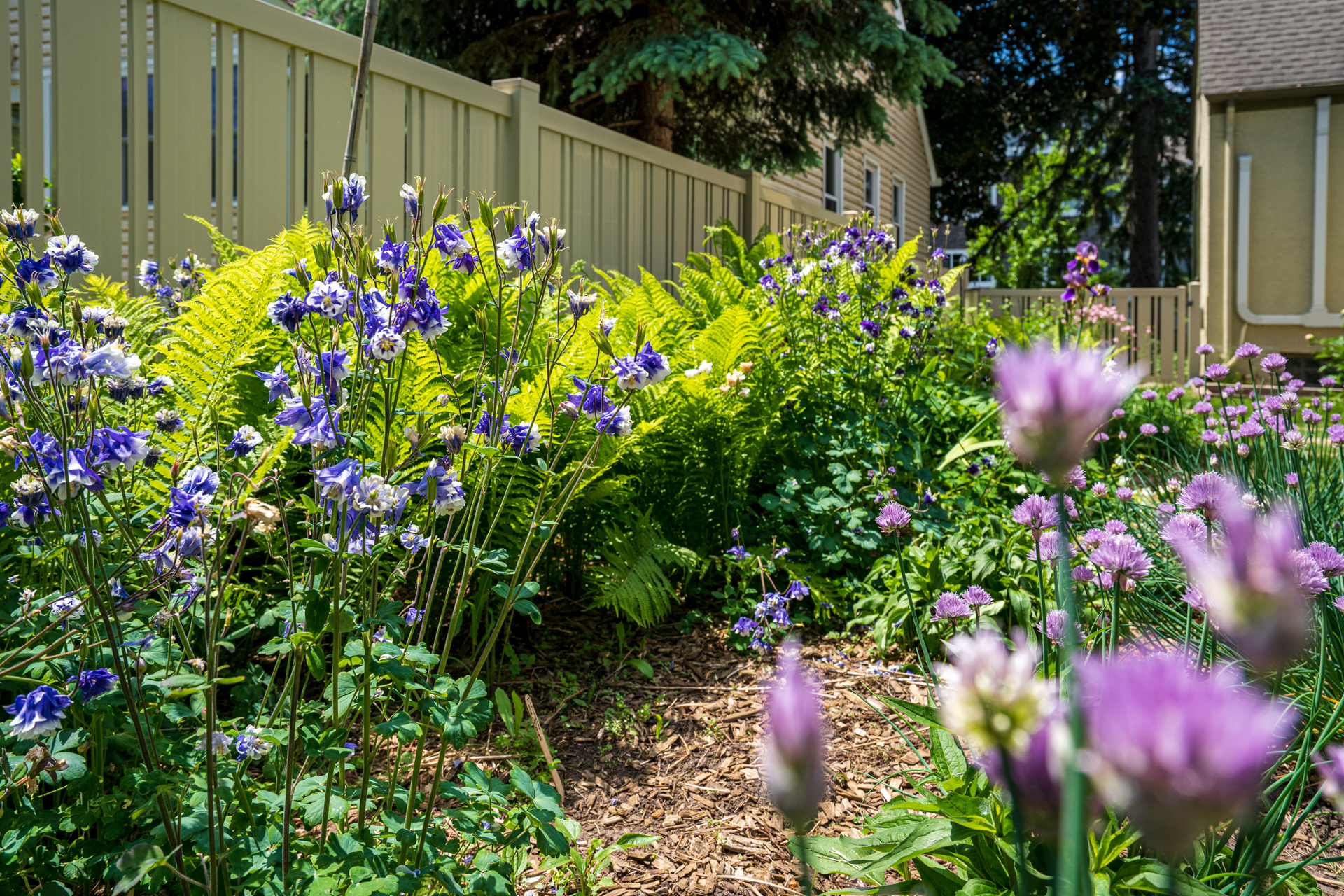A vibrant garden featuring colorful columbines and lush ferns.