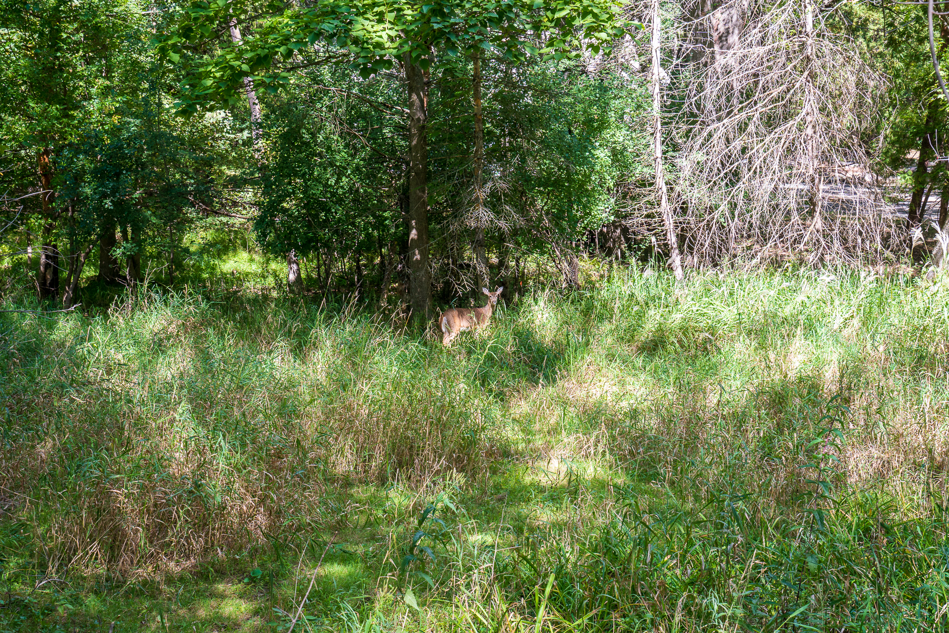 A deer stands quietly in a sunlit forest clearing surrounded by tall grasses.