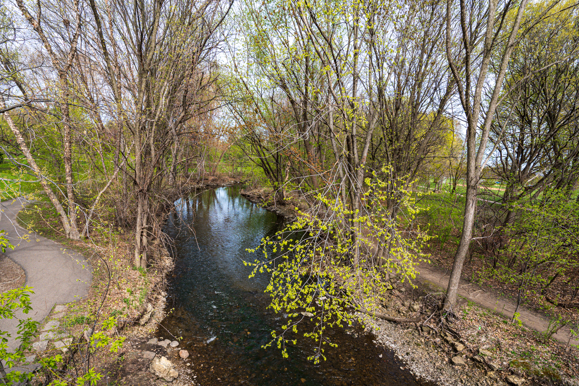 A tranquil stream surrounded by budding trees in early spring.